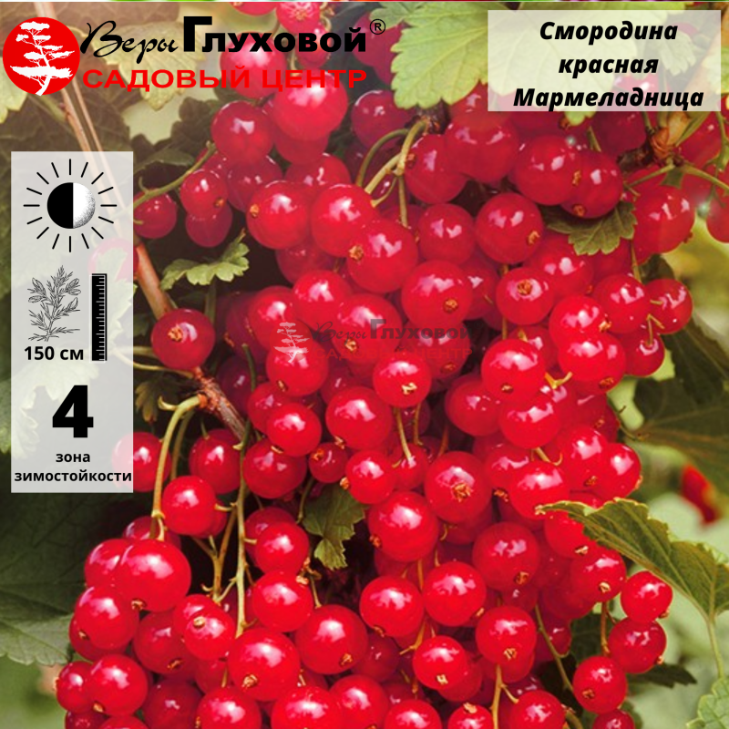 Основное изображение товара