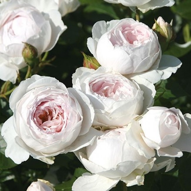 Роза флорибунда Herzogin Christiana