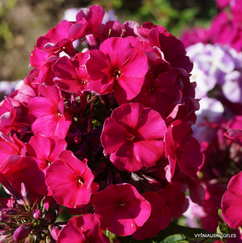 Основное изображение товара