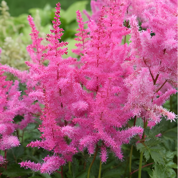 Основное изображение товара