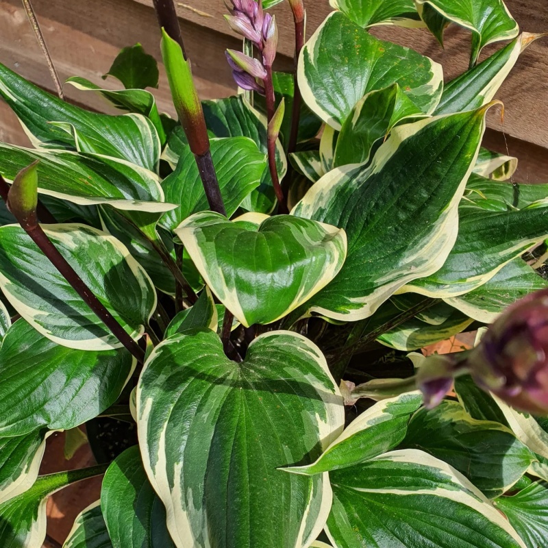 Основное изображение товара