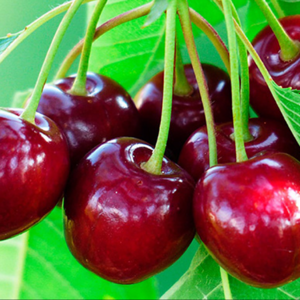 Основное изображение товара