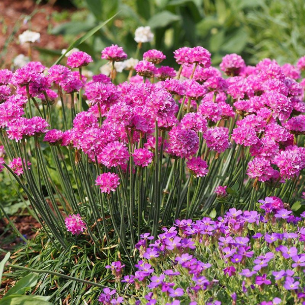 Основное изображение товара