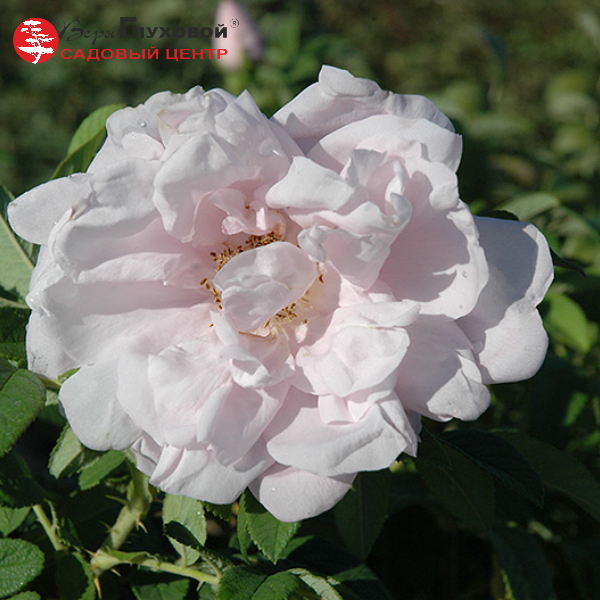 Основное изображение товара