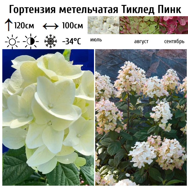 Гортензия метельчатая Тиклед Пинк
