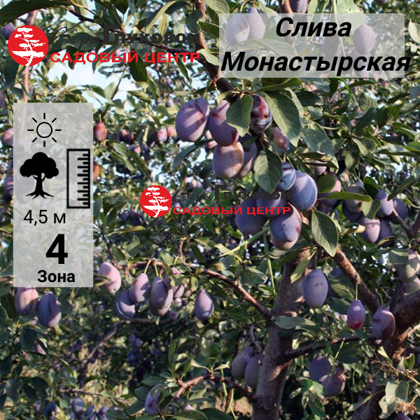 Слива Монастырская