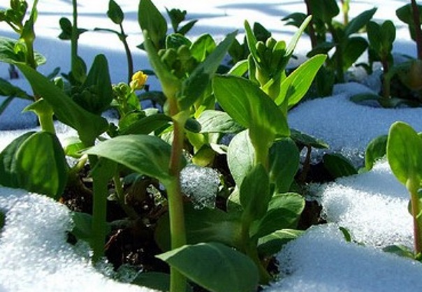 Подзимние посевы: когда и как сажать Подзимние посевы: когда и как сажать