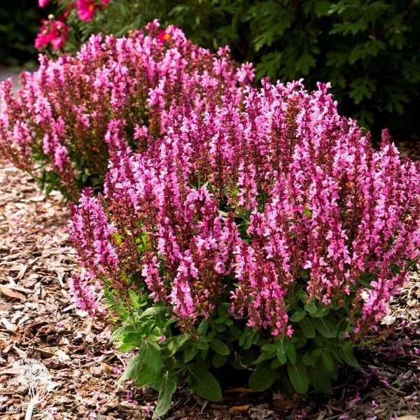 Основное изображение товара