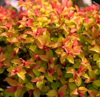 Осенняя спирея