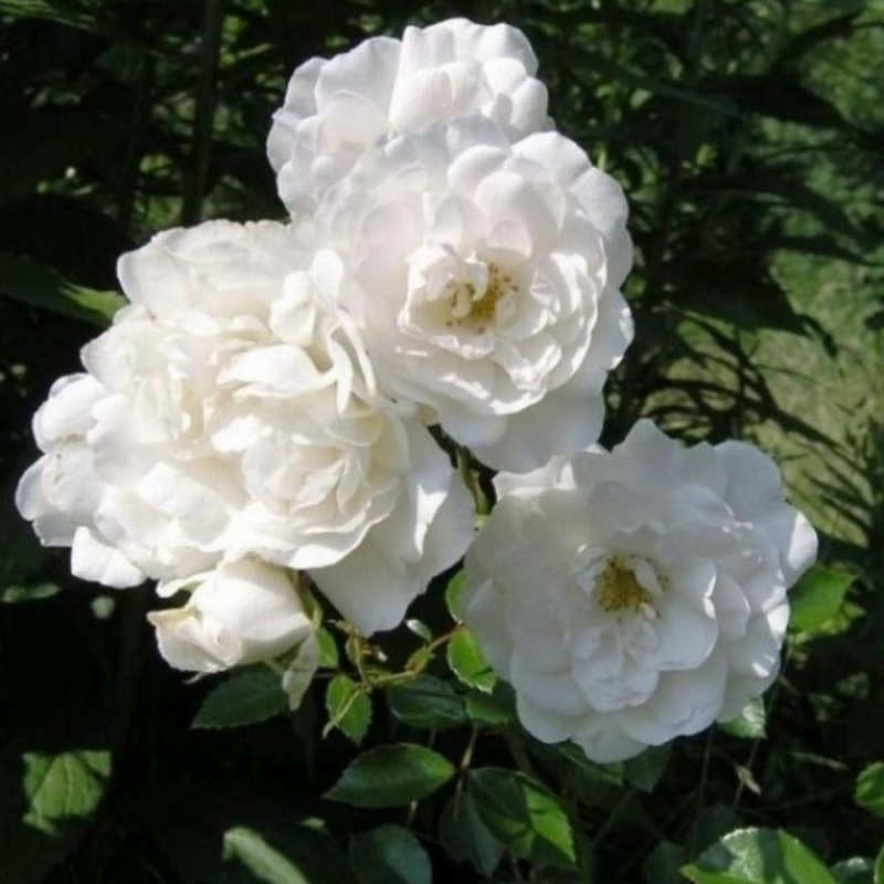 Роза миниатюрная White Fairy