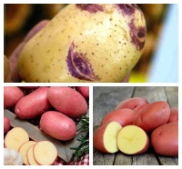 Купить картофель в Самаре