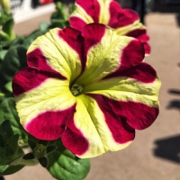 Поступление однолетних и многолетних растений