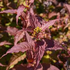 Основное изображение товара