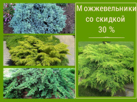 Можжевельники со скидкой 30%