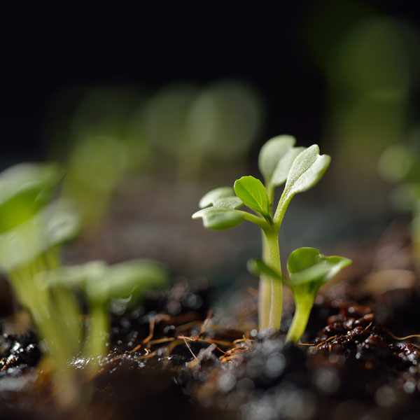Высадка рассады в грунт Высадка рассады в грунт