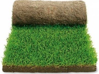 Поступление рулонного газона