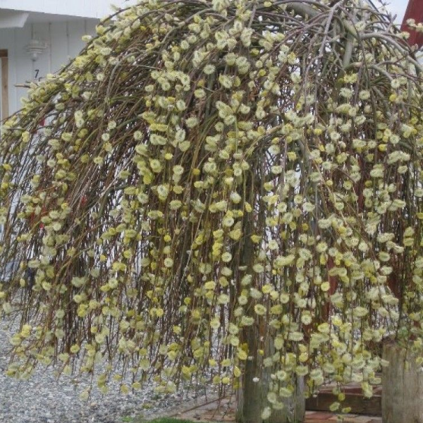 Основное изображение товара