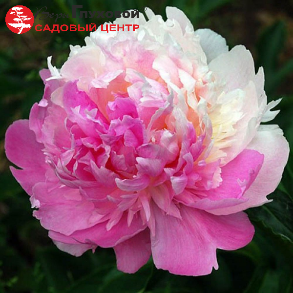 Основное изображение товара