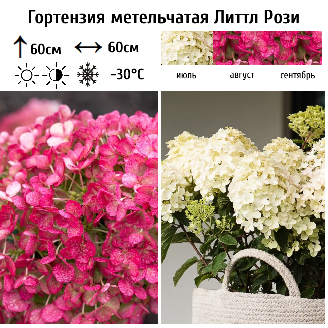 Основное изображение товара