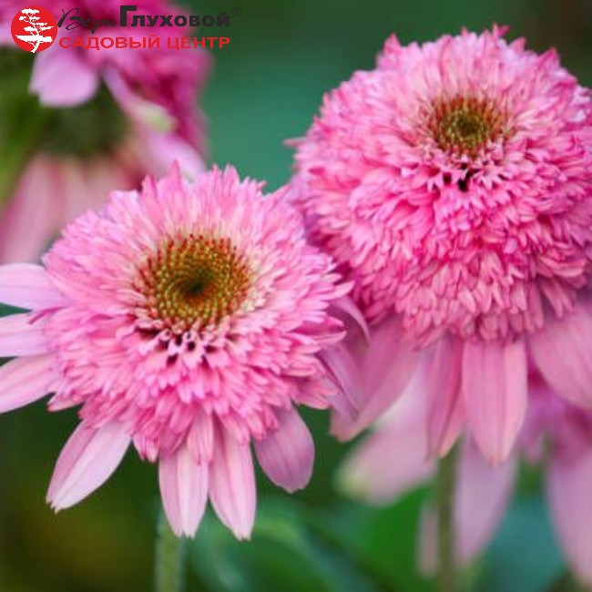Эхинацея пурпурная Пинк Дабл Делайт