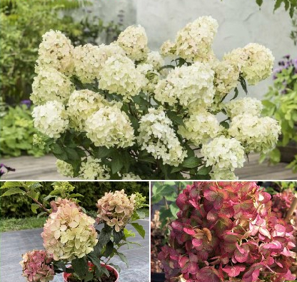 Гортензии! Новинки!