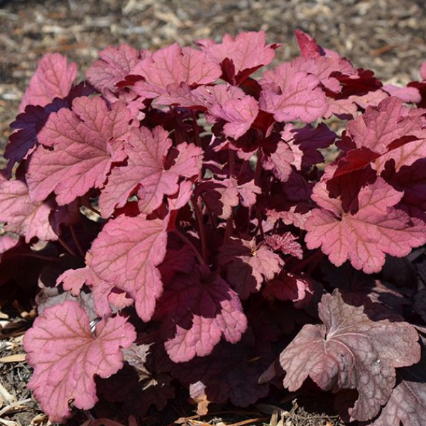 Основное изображение товара