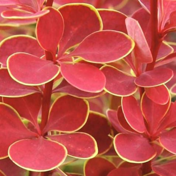 Барбарис Тунберга Оранж Санрайс