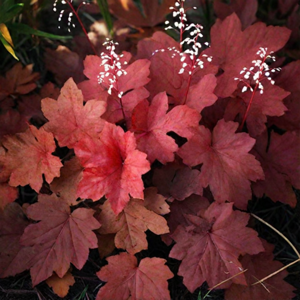 Основное изображение товара