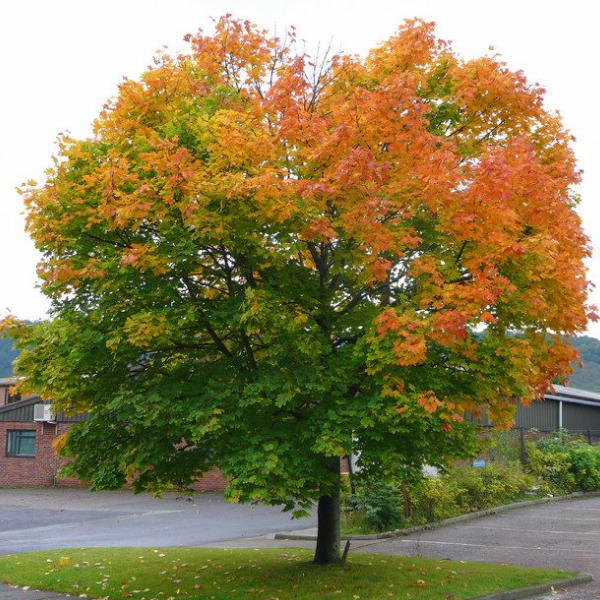 Основное изображение товара