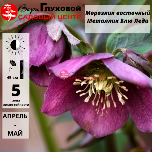 Основное изображение товара