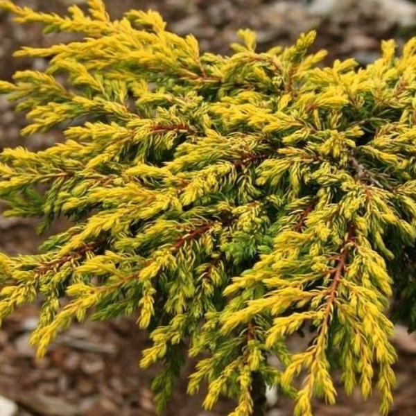 Основное изображение товара