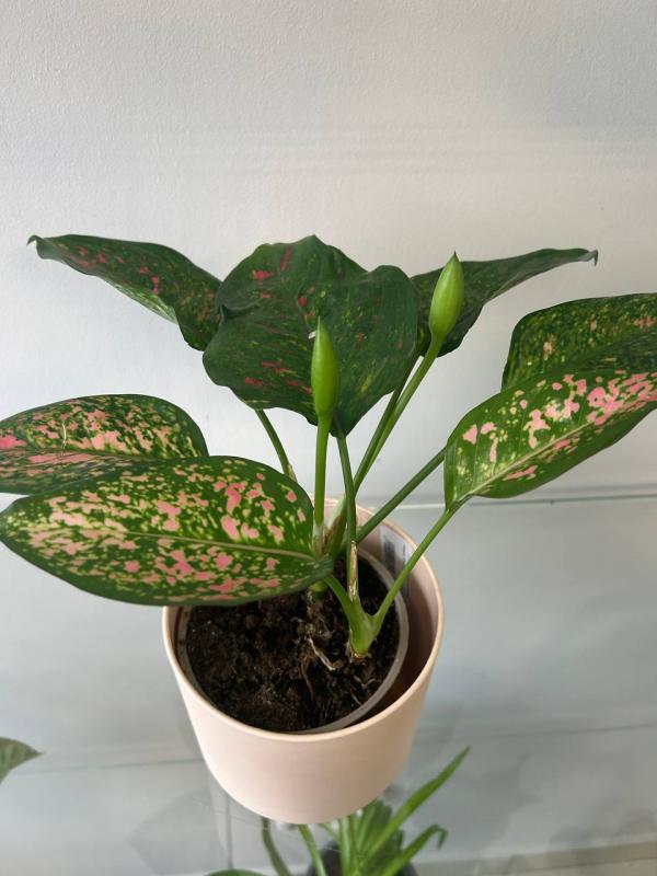 Теневыносливые красавицы Калатея и Аглаонема