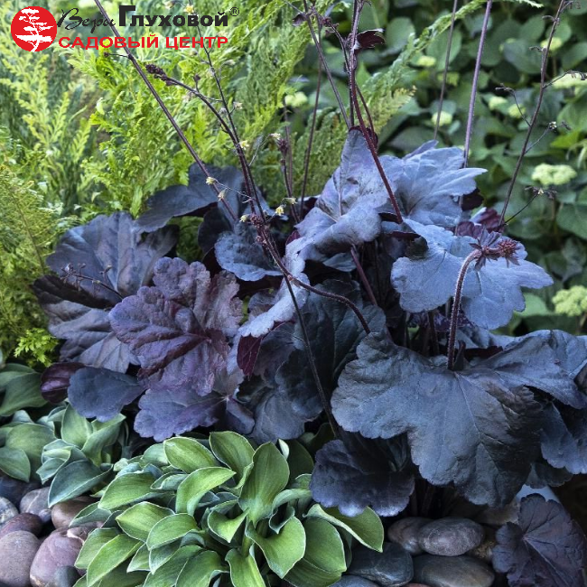 Основное изображение товара