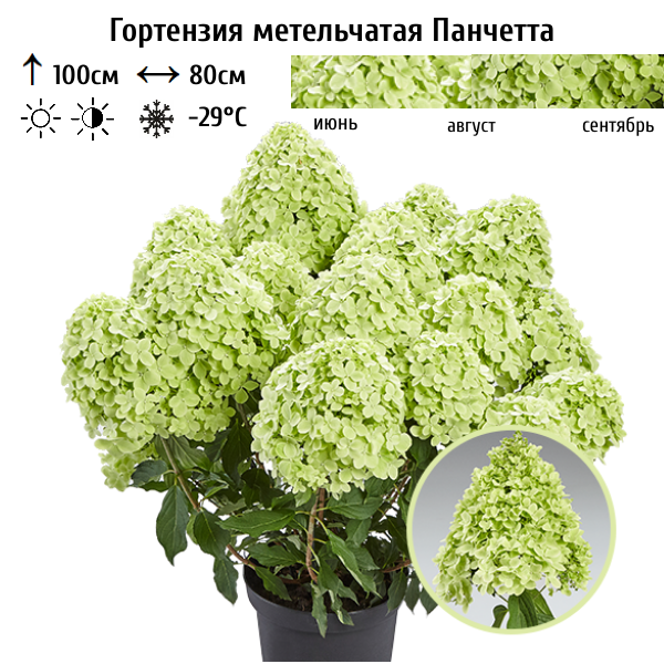 Основное изображение товара