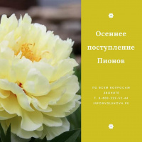 Пионы: как ухаживать