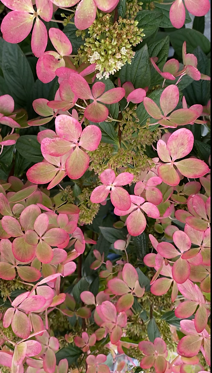 Зима не повод забывать краски лета