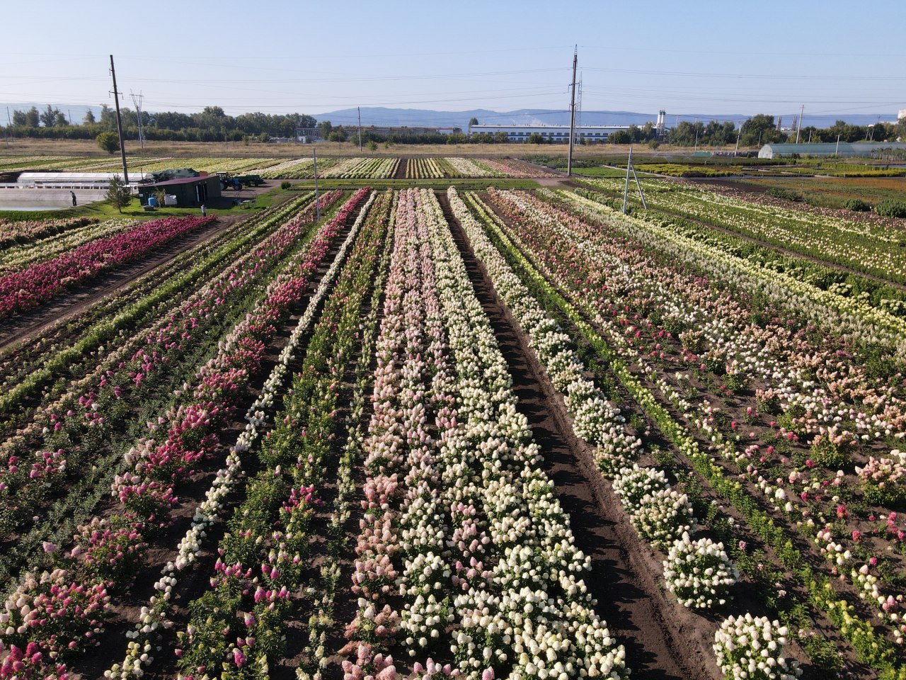 Открыт приём заказов на саженцы гортензий - ВЕСНА 2023г. Открыт приём заказов на саженцы гортензий - ВЕСНА 2023г.