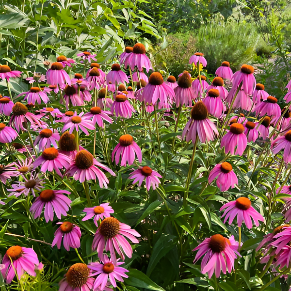 Основное изображение товара