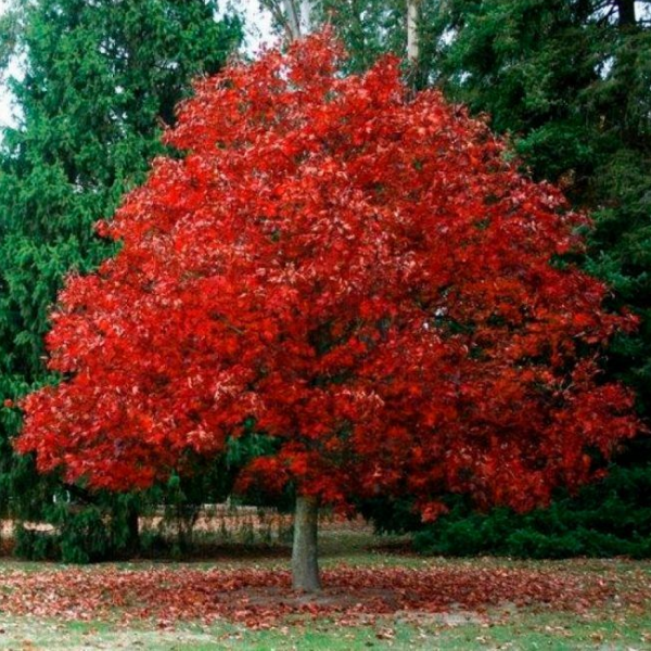 Дуб красный - Quercus rubra