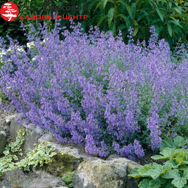 Основное изображение товара