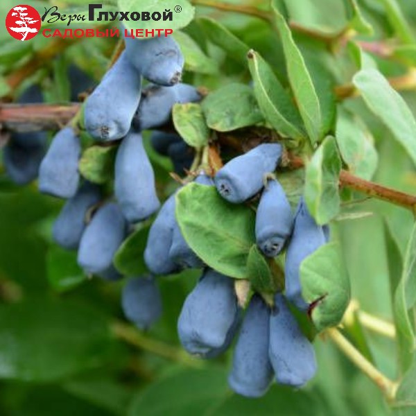 Основное изображение товара