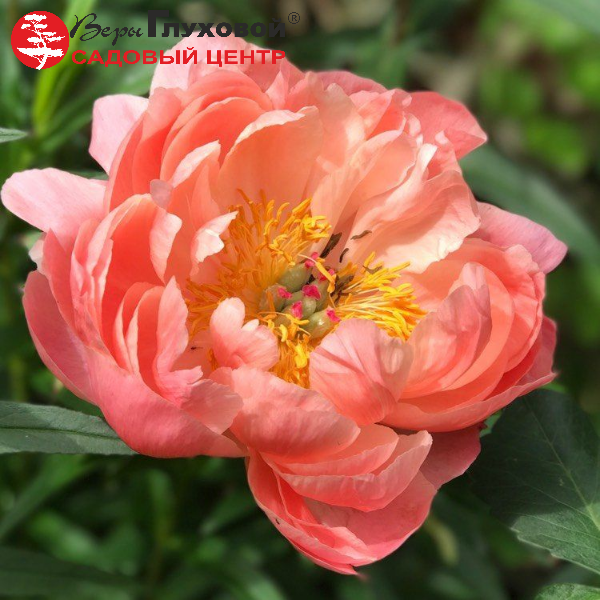 Основное изображение товара