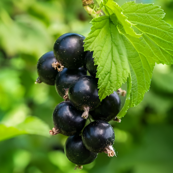 Основное изображение товара