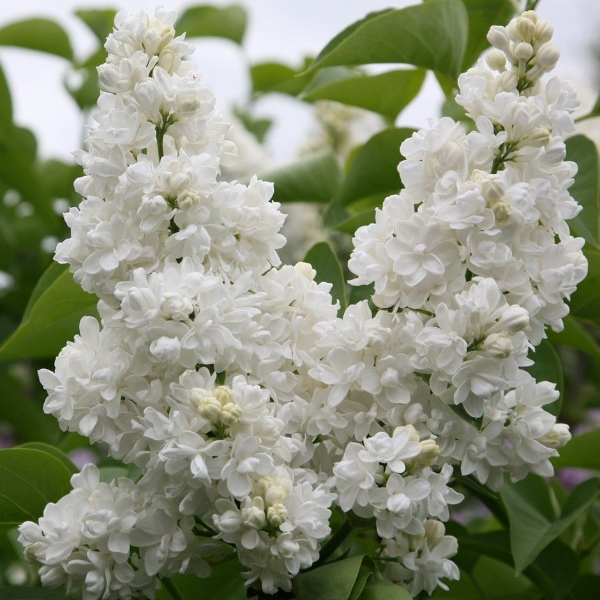 Основное изображение товара
