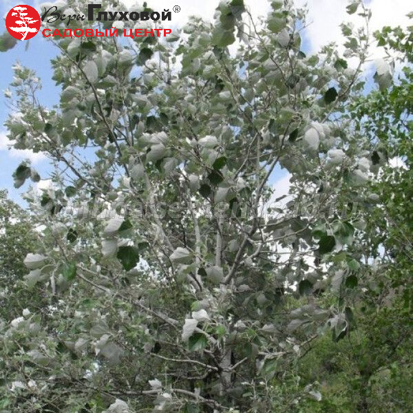 Основное изображение товара