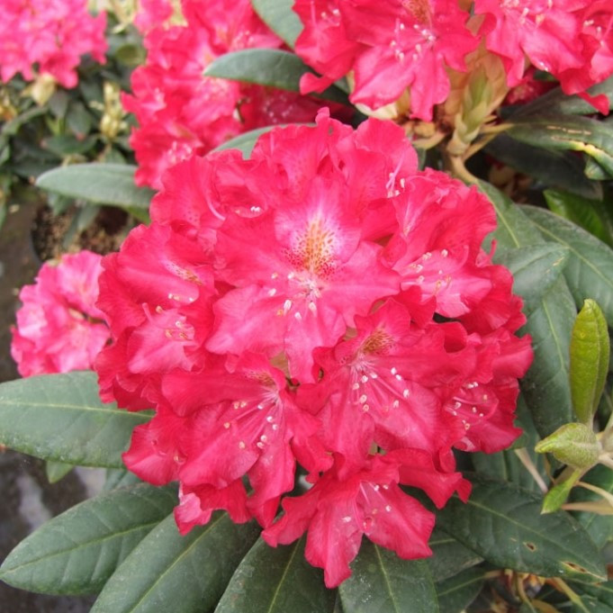 Основное изображение товара