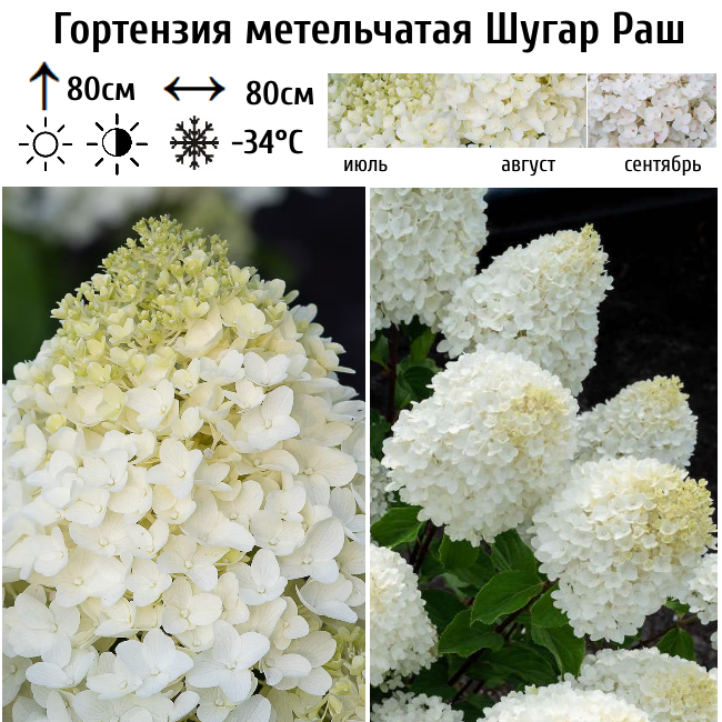 Основное изображение товара