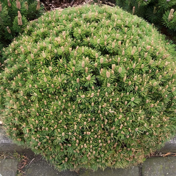 Сосна горная 