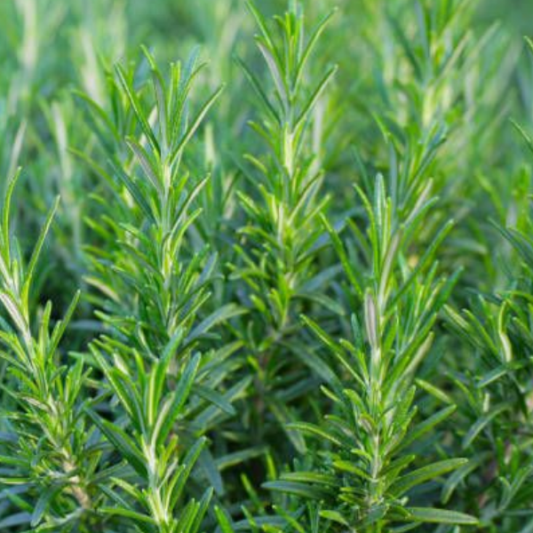 Основное изображение товара