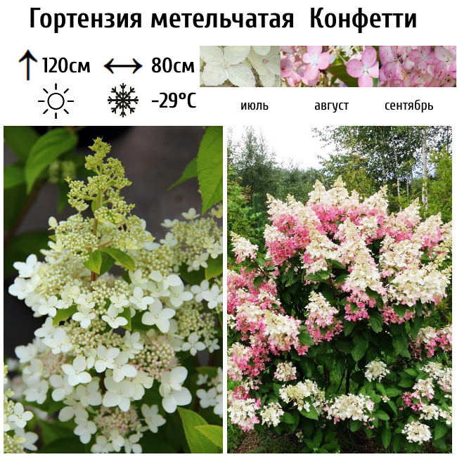Гортензия метельчатая Конфетти